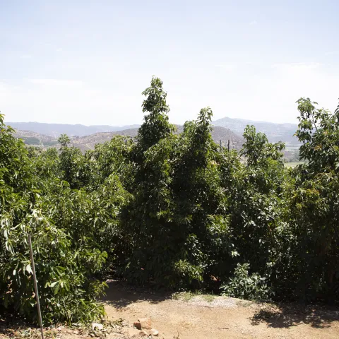 Avocado grove in San Diego 
