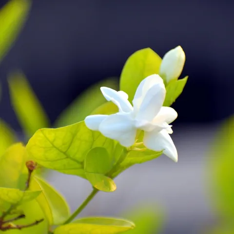 white jasmine flower atop a stem