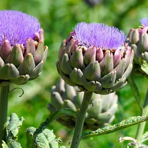 Artichokes/Pixabay