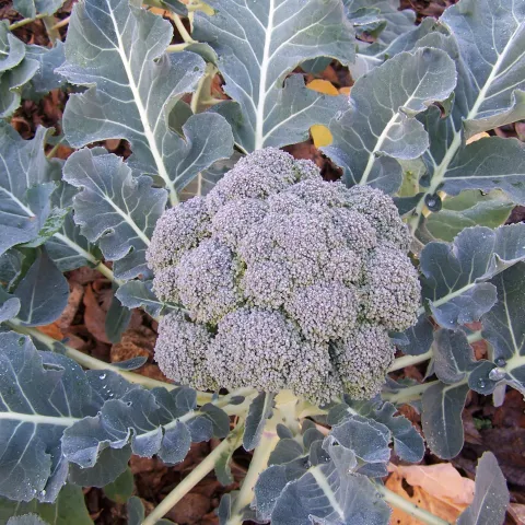 Photo of broccoli