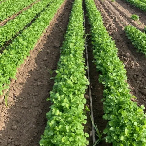 rows of cilantro in field