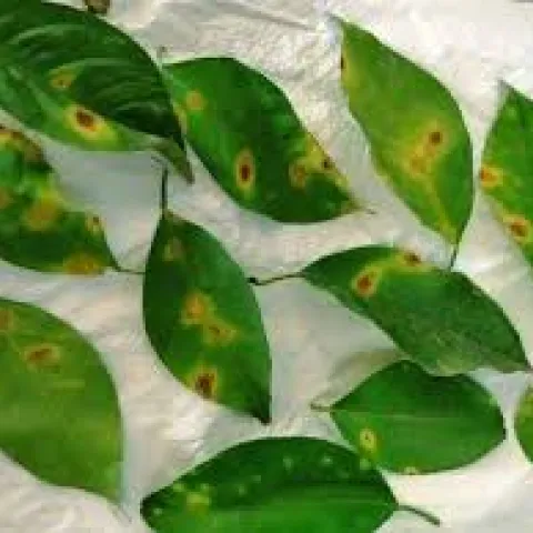 Citrus Leprosis in Florida