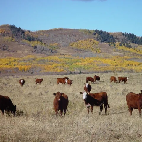 cows on rangeland