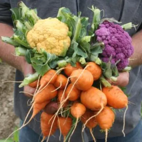 fall winter vegetables