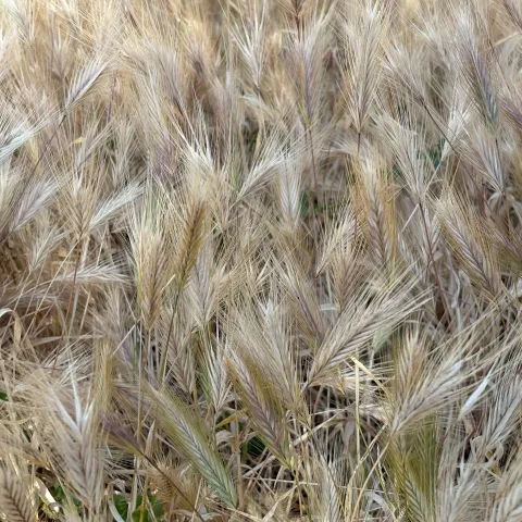 closeup of many foxtail seedheads ready to disperse