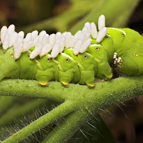 tomato hornworm with eggs on its back