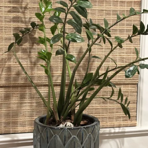 house plant; Bernie Day