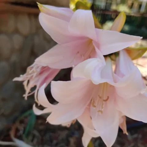 pink amaryllis flowers