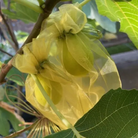 tule bags placed over figs to protect from birds