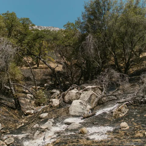 Stock Image Wildfire Recovery