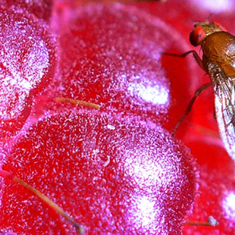 Spotted wing drosophila on raspberry. (Photo by Kathy Keatley Garvey)