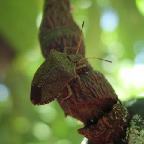 Stink Bug on Avocado