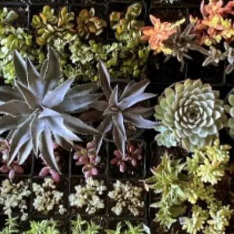 Succulent and Ceramics garden sale 2025