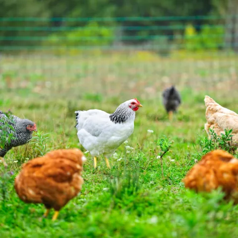 sustainably raised poultry