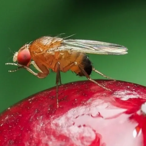 An adult spotted wing drosophila. Photo by Timotej Velkov, iNaturalist.