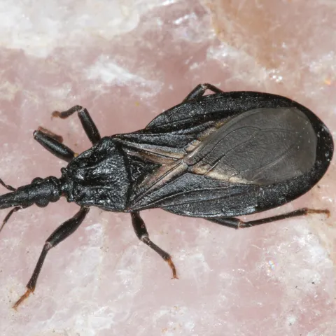 A dark brown insect on a light surface.
