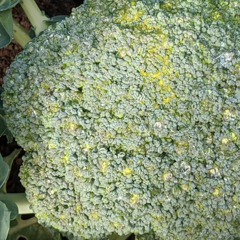 Learn how to grow a winter food garden in Sonoma County