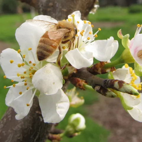 Honey bee pollinating a prune blossom. J. Alosi