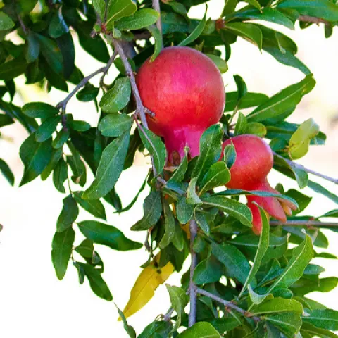 Pomegranate tree