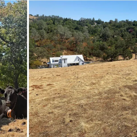 herd of cattle wearing virtual fencing collars next to fuel break grazing results where range has been effectively grazed