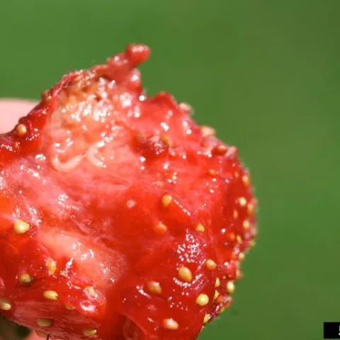 A bright red strawberry with a damaged, mushy section that has a tiny, white, worm-like maggot on it.