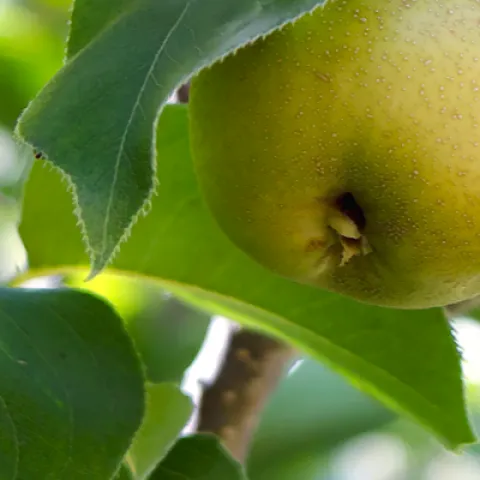 Yellow apples on a tree