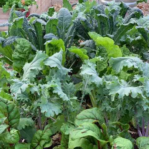Varieties of chard and kale growing in the Master Gardeners Demonstration Garden. Laura Kling