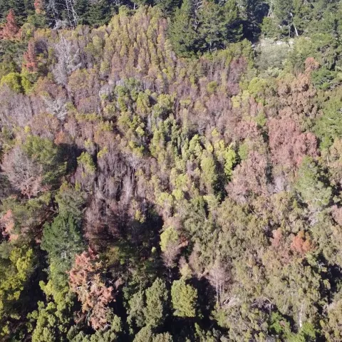 Aerial view of a forest with nearly half of the trees brown