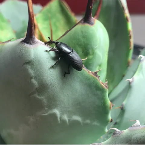 A large black beetle on a spiny green succulent plant.