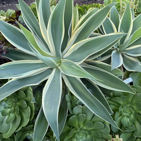 Agave_attenuata