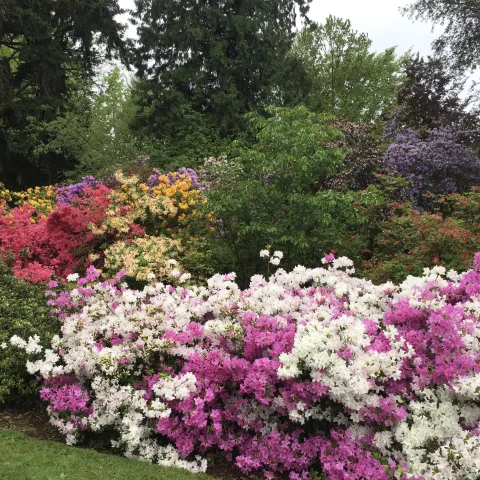 Photo of the Azalea Garden at the University of Washington Botanical Garden.