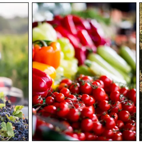 a farmer with a tractor pulls a grape harvest, fresh vegetables on display at a market, sheep look up at a camera