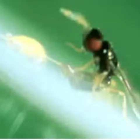 Parasitic wasp found in avocado orchards