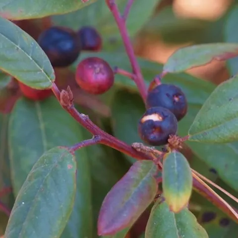 Coffee Berry California native plant