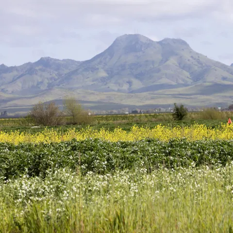 Cover crops in the foreground with mountains in the distance