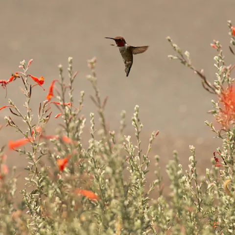 hummingbird flying over Califonia fuchsia