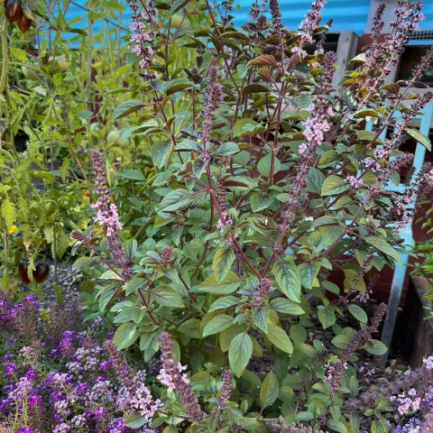African Blue Basil plant with purple flowers