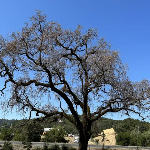 MOB infested valley oak