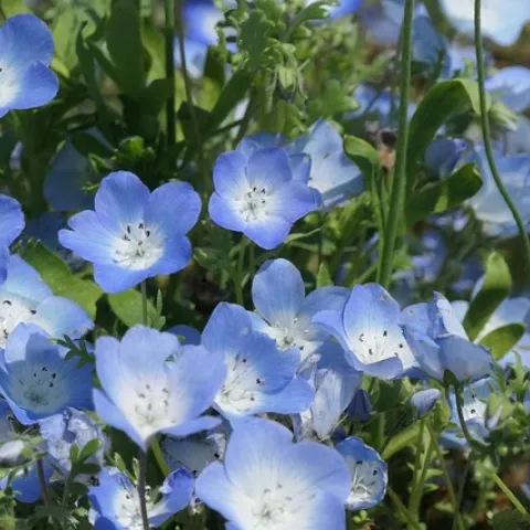 Photo of Nemophila menziesii, known as baby blue eyes.