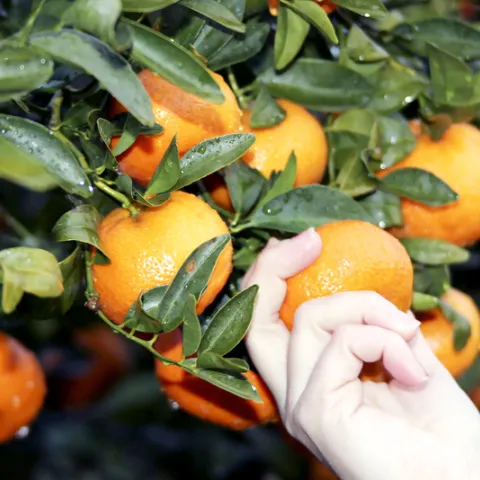 hand picking oranges from an orange tree
