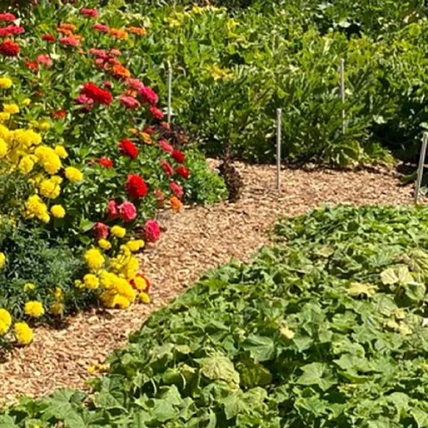 Our Garden in Walnut Crek, photo courtesy by Greg Letts