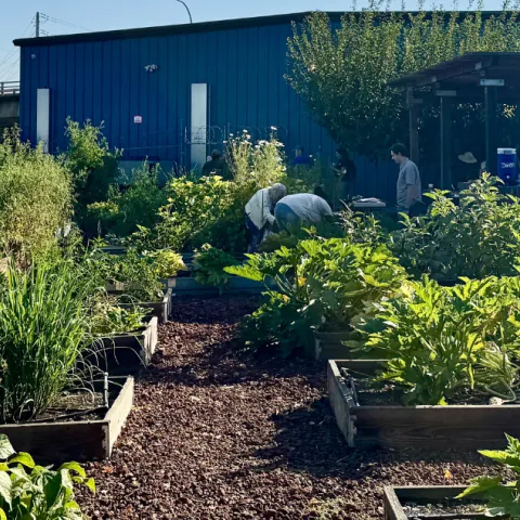 Community Garden
