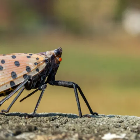 Spotted lantern fly