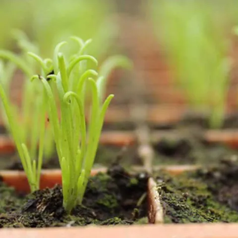 Bargain Gardening - Mission Viejo