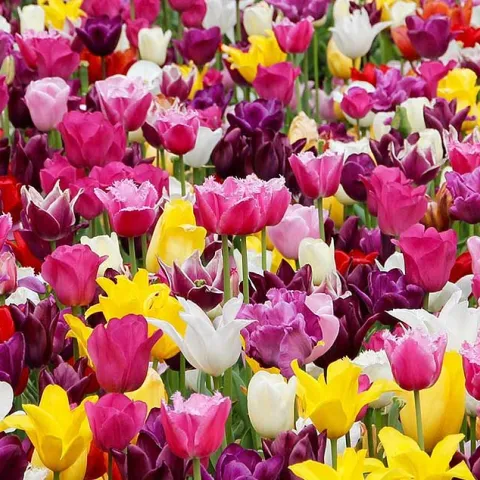 Beautiful Bulbs - Zoom Event