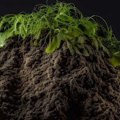 Composting - Huntington Beach