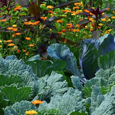 Grow It Now-Spring Vegetables - Anaheim