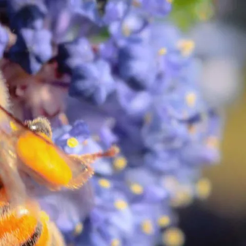 California Natives in Your Garden - Irvine