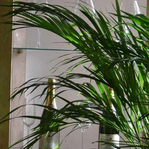 Indoor Plants - Laguna Beach