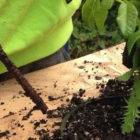 Pass Down Plants - Laguna Niguel